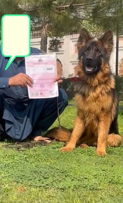 top quality pink pedigree black mask gsd proper long coat male forsale