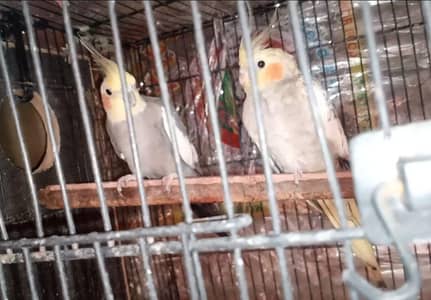 cocktail breeder piar urgent sell indian parrot piar