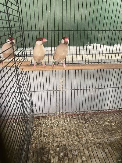 Fawn Java Breeder Pairs for Sale