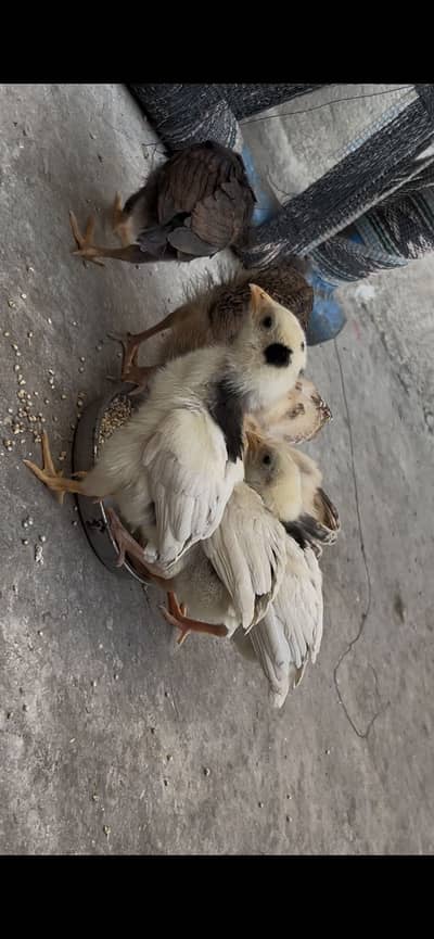 Aseel chicks for sale