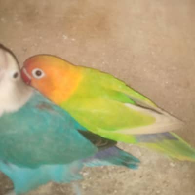 Lovebirds .