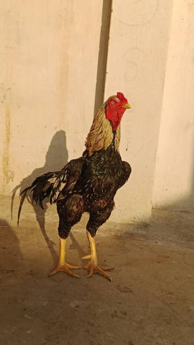 High quality asel available , WhatsApp and call #03267950734