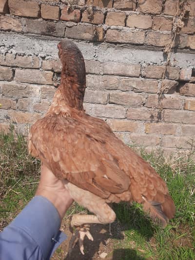 breader female  aseel