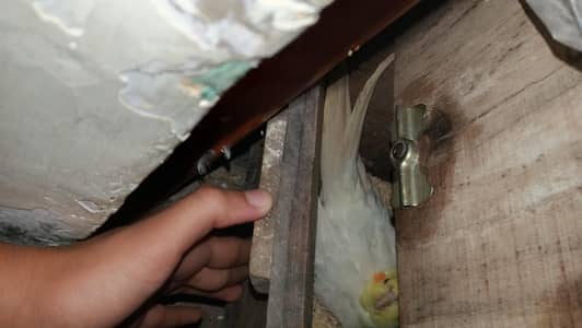 cocktail health active and breeder pair for sale