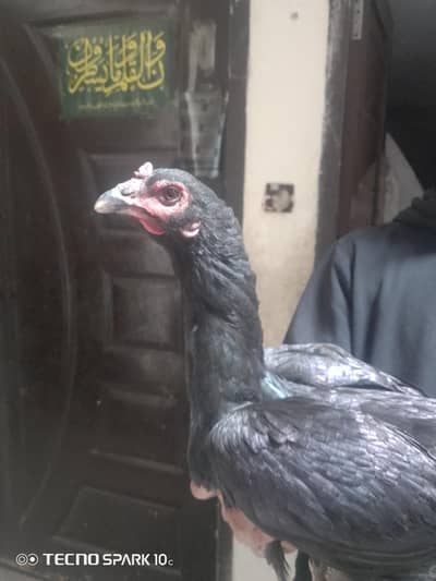 Thai dragon cross breed female fully black colour only interested me