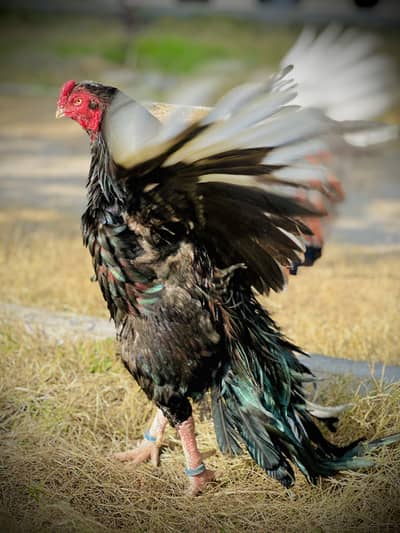 Mianwali AseeL LaKHa  100%