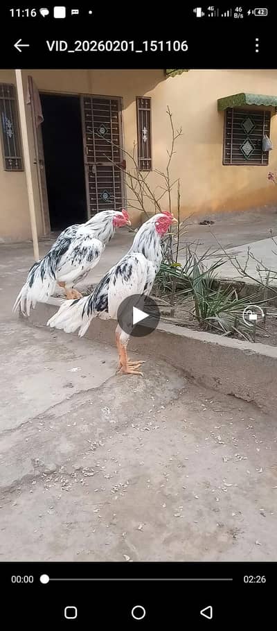 MA SHA ALLAH heigh quality 2 cheeny pathy bnd gnd jor for sale