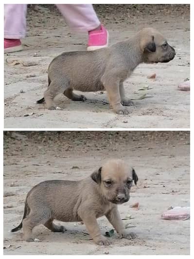 bagiyari female puppy
