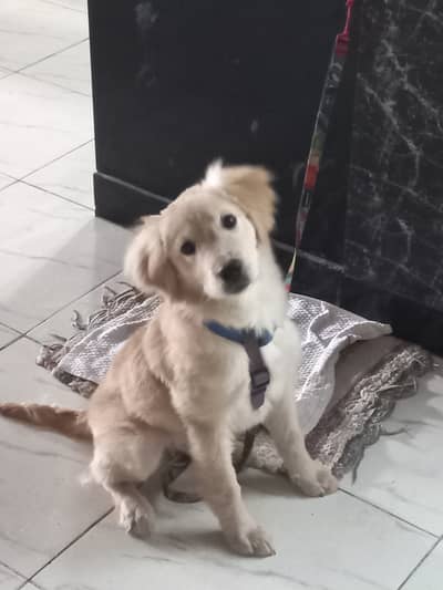 Golden Retrievers Light Golden Color