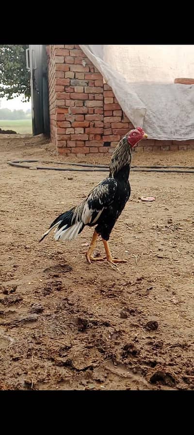 Very High quality sawa patha