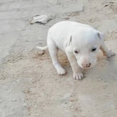 gultair female puppy