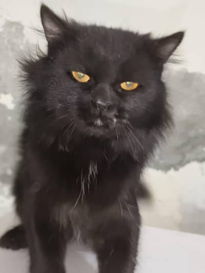 beautiful card for sale ice colored yellow