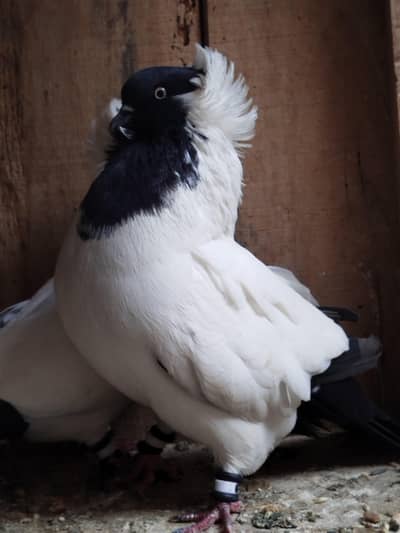 Required German Nun male