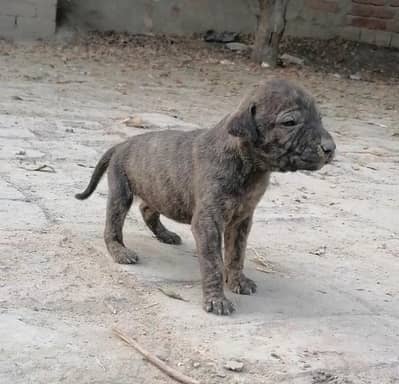 bully male puppy