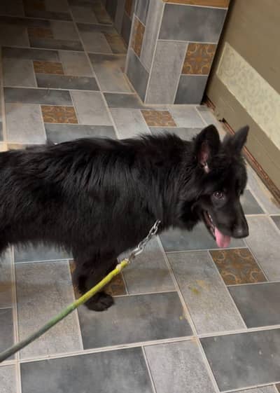 pedigree German shepherd female
