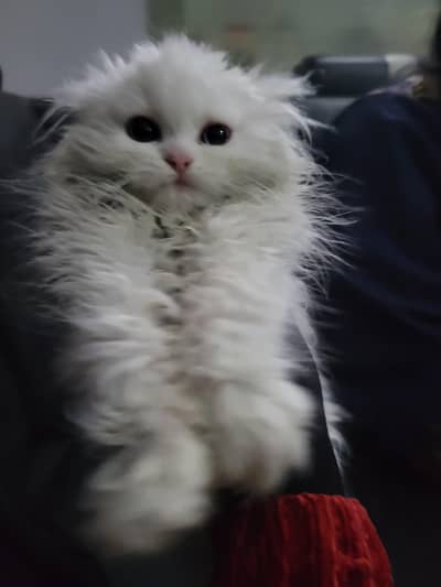 CUTE HEALTHY TRIPPLE COAT KITTEN ODD EYES (ONLY FOR SERIOUS FAMILY)