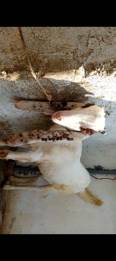 1 tapri aur 1 gulabi