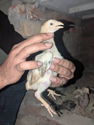 Aseel Heera lasani and lakhe chicks for sale