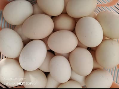 Australorp eggs