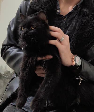 beautiful cat for sale contact number WhatsApp 03008419251