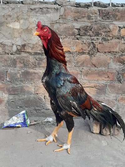 mazbot full thoka howa gand jor ma murga ha double hadi ma