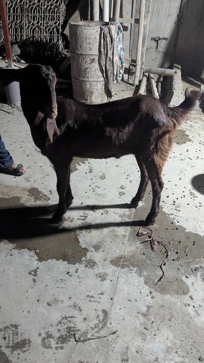 Brown kassi Bakra danto me 2 h full healthy and active