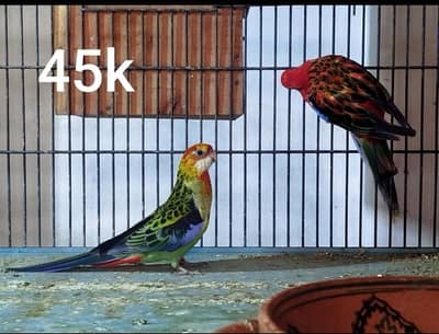 ( Rosella )  ( pineapple conor ) ( robino rump ) ( B. F Split combo ) c