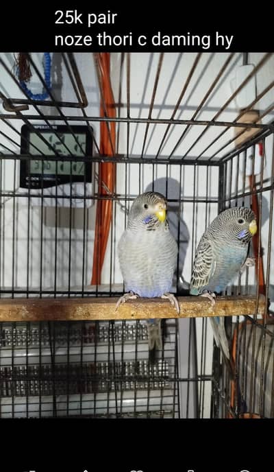 ( B. F Split combo )