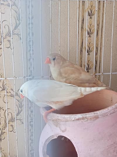 Finches for Sale Fawn Female White Male Adult Pair