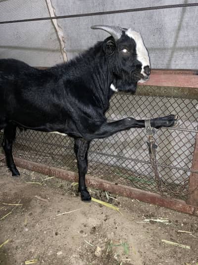 bakra