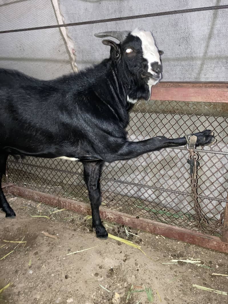 bakra 1