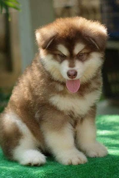Alaskan malamute husky male puppy A+ Quality