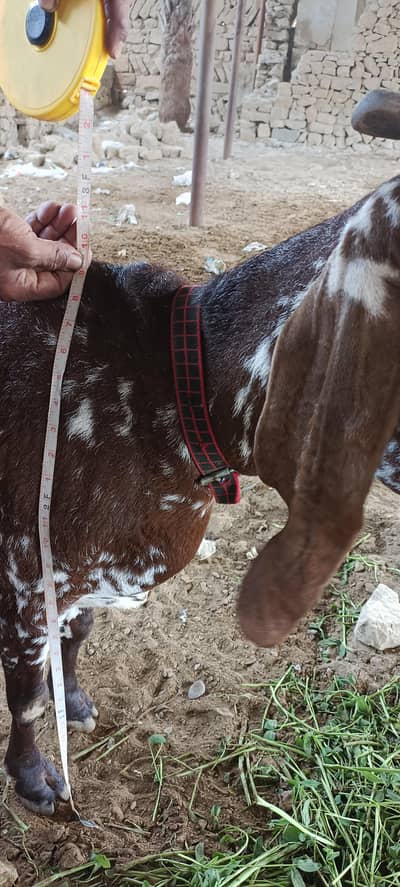 buffalo cow nd goats