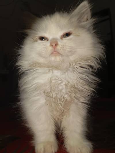 Persian kitten