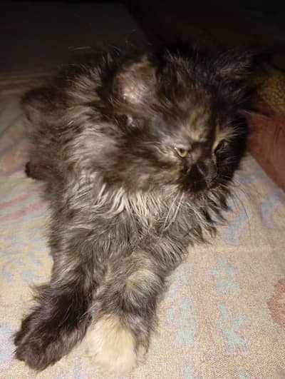 Persian kitten