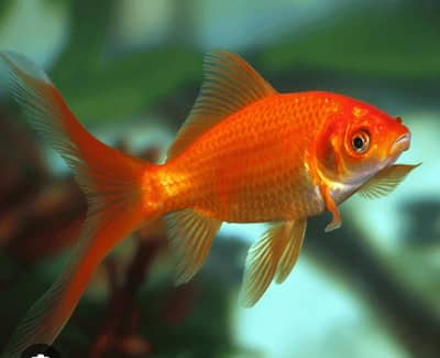 goldfish 5 pair available size (3 to 4 inch) healthy and rich orange c