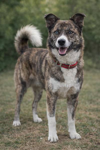 Pariah Breed puppy. Easy to maintain