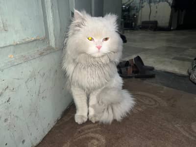 Male White Triple-Coat Cat – Healthy & Beautiful