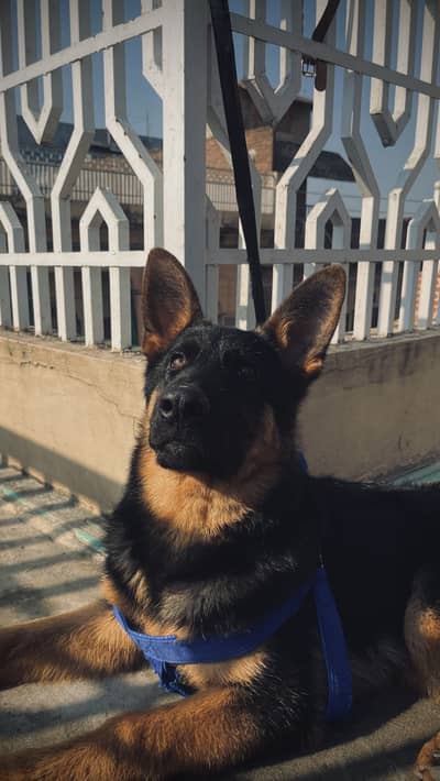 Double Coat German Shepherd