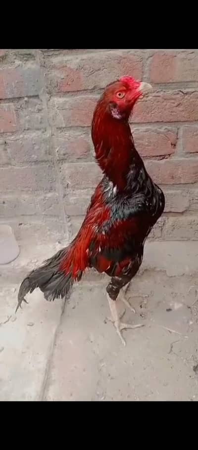 aseel high quality 03106295848