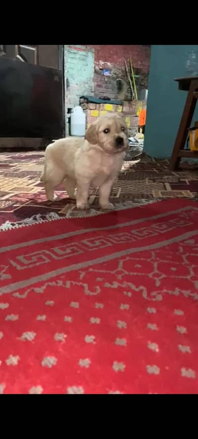 golden retriever female