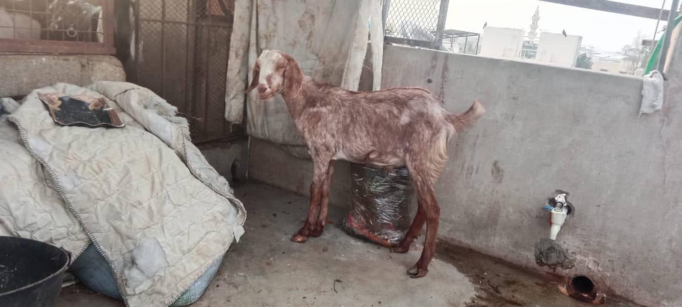 goats ND Bakra 0