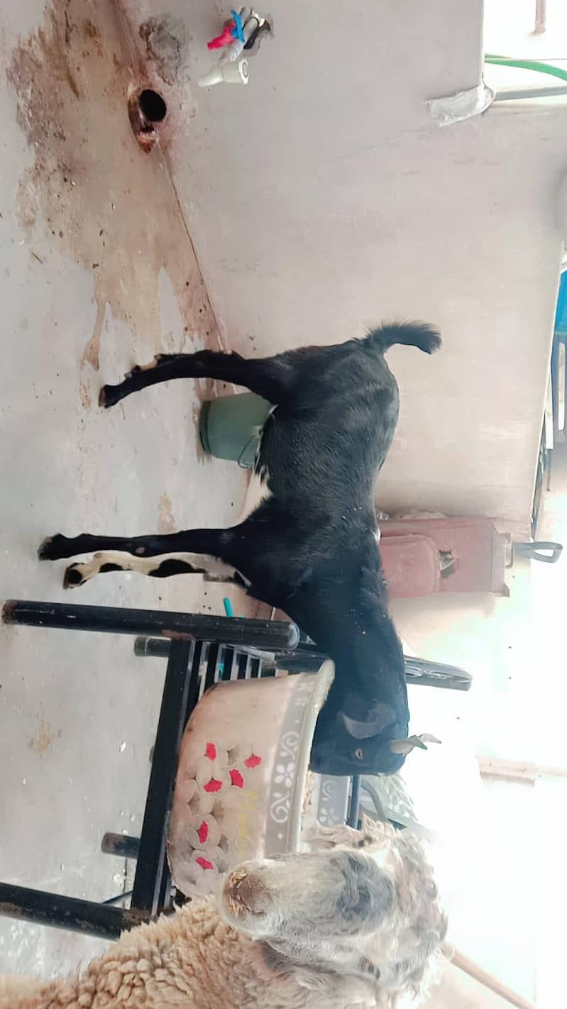 goats ND Bakra 1