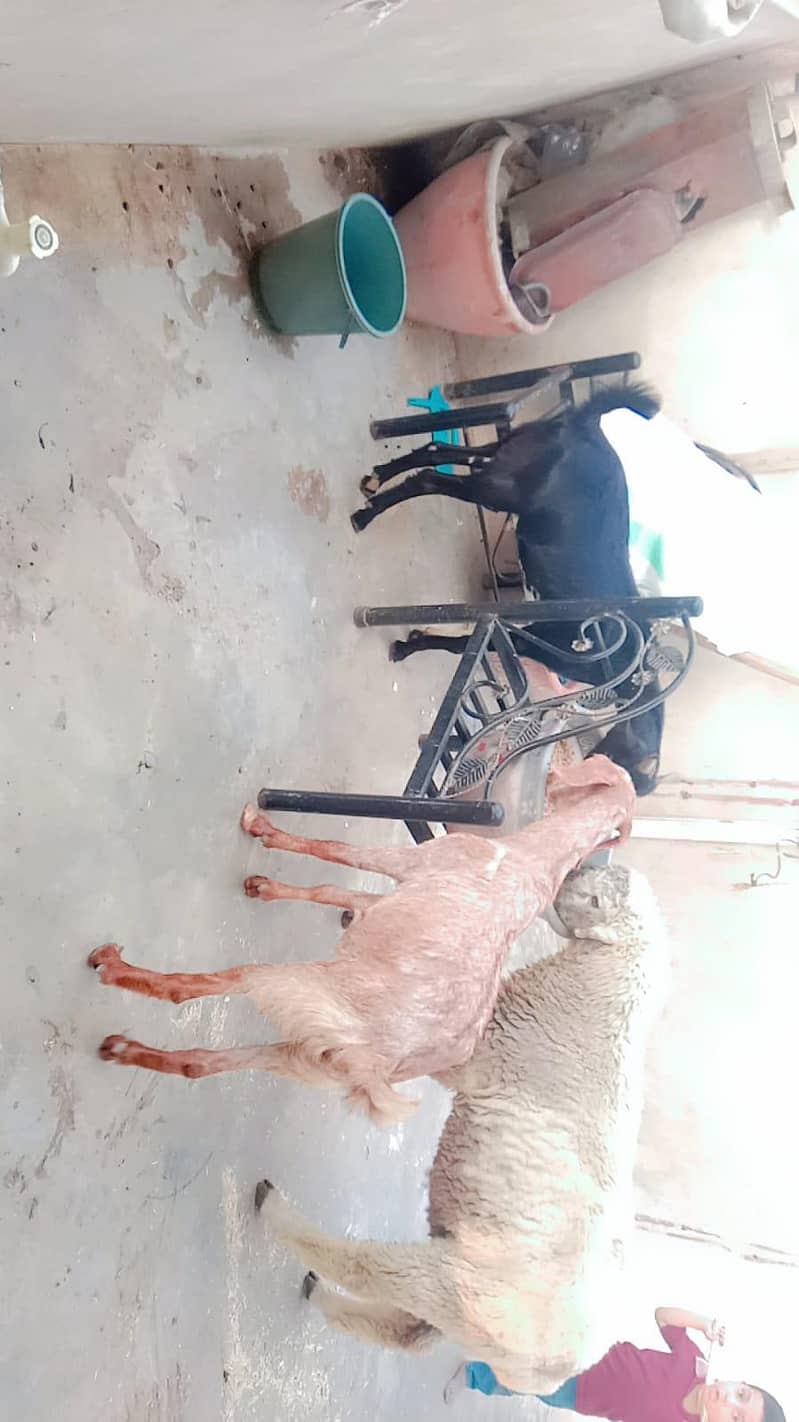 goats ND Bakra 2