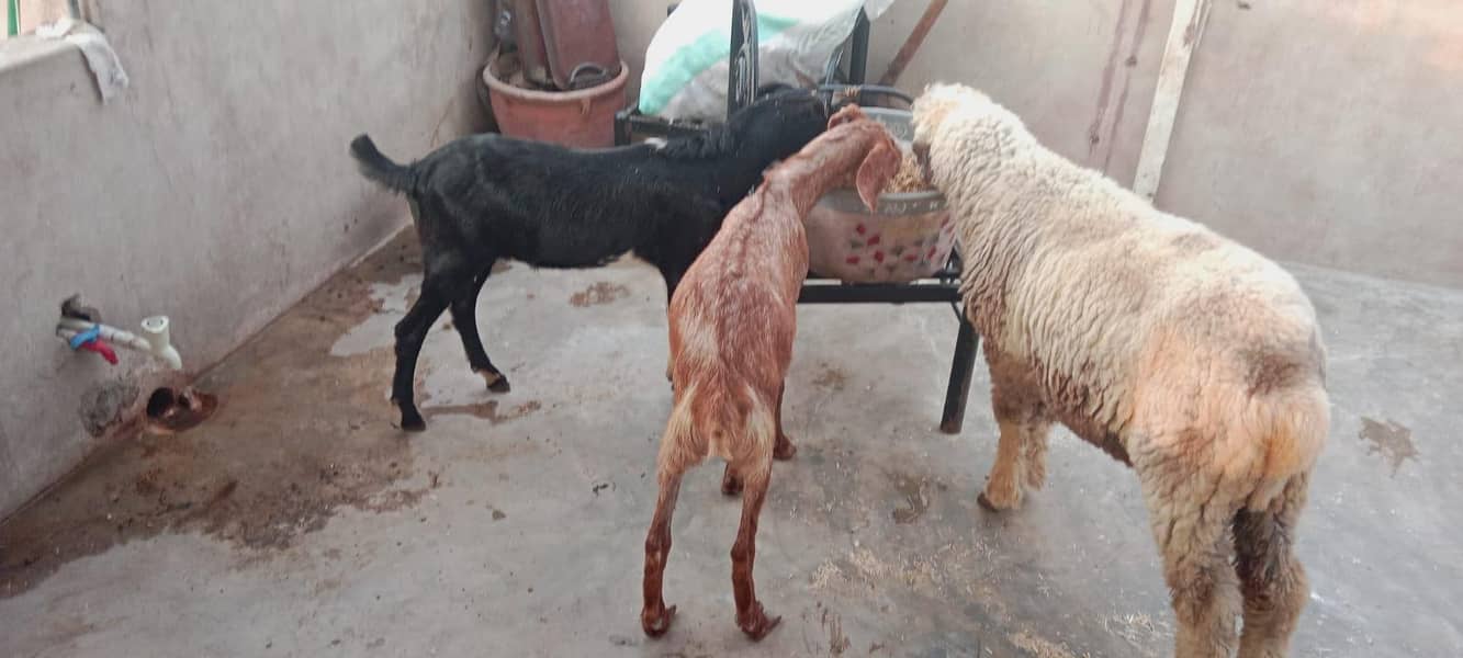goats ND Bakra 3