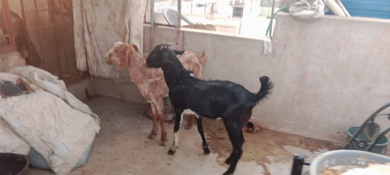 goats ND Bakra 5
