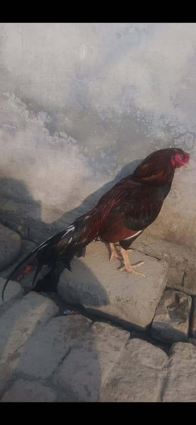 Aseel murgha long tail