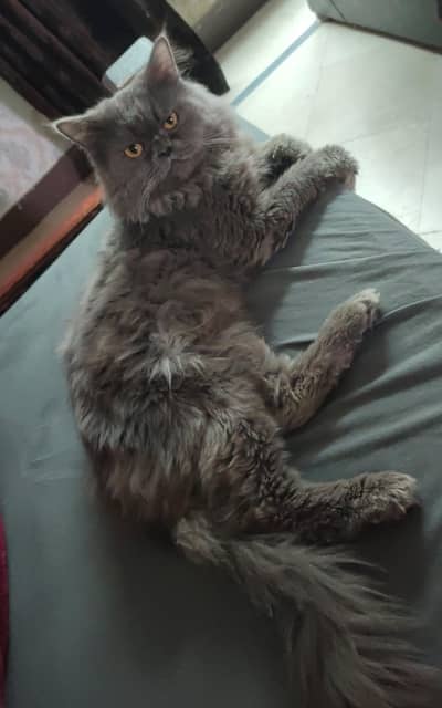 Grey persian male for sale