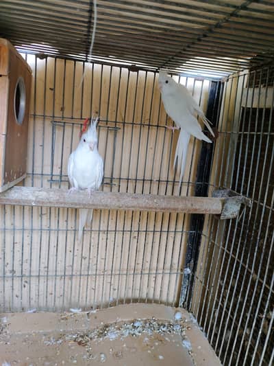 Cocktail breeder pair (Eno red eyes