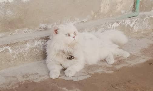 Blue eyes triple coated male